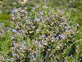 Rosmarinus officinalis
